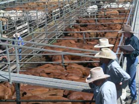 Dalrymple Sales Yards - Cattle Sales - Accommodation Cairns 0