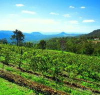 Preston Peak Wines - Accommodation Cairns