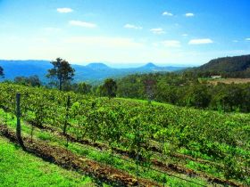 Preston Peak Wines - Accommodation Cairns 0