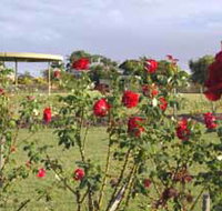 Elizabeth Park Rose Gardens - Accommodation Cairns