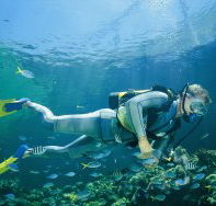 Manta Ray Bommie Dive Site - Accommodation Cairns