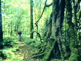 Tarome QLD Accommodation Cairns