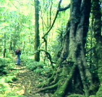 Mt Superbus - Accommodation Cairns