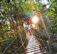 Tree Top Walkway - Accommodation Cairns