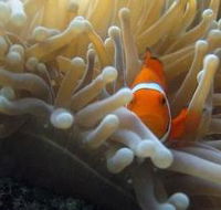Flat Rock Dive Site - Accommodation Cairns