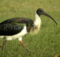 Toowoomba Bicentennial Waterbird Habitat - Accommodation Cairns