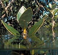 Jawbone Marine Sanctuary - Accommodation Cairns