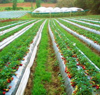 Kookaberry Strawberry Farm - Accommodation Cairns