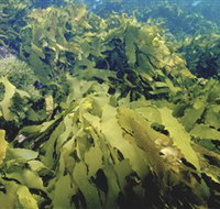 Barwon Bluff Marine Sanctuary - Accommodation Cairns