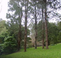 Mount Dandenong Arboretum - Accommodation Cairns