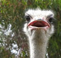 The Vault - Hastings Ostrich Farms  Crown Exotic Leather - Accommodation Cairns