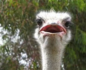 The Vault - Hastings Ostrich Farms & Crown Exotic Leather - Accommodation Cairns 0