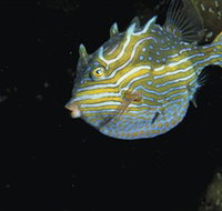 Mushroom Reef Marine Sanctuary