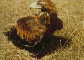 Long Forest Nature Conservation Reserve - Accommodation Cairns 0