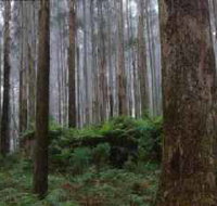 Kinglake National Park - Accommodation Cairns