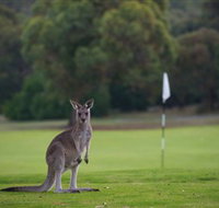 Anglesea Golf Club - Accommodation Cairns
