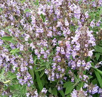 Otway Herbs - Accommodation Cairns