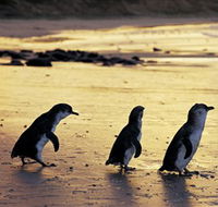 Phillip Island Nature Park - Accommodation Cairns