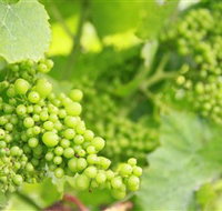 Waratah Hills Vineyard - Accommodation Cairns