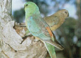 Rainbow VIC Accommodation Cairns