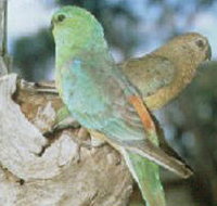 Lake Albacutya Regional Park - Accommodation Cairns