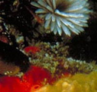 Point Cooke Marine Sanctuary - Accommodation Cairns