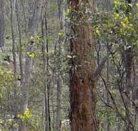 Heathcote-Graytown National Park - Accommodation Cairns