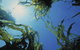 Marengo Reefs Marine Sanctuary - thumb 0