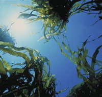 Marengo Reefs Marine Sanctuary - Accommodation Cairns