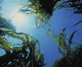 Marengo Reefs Marine Sanctuary - Accommodation Cairns 0