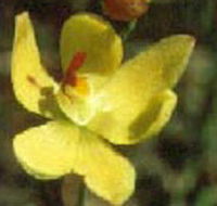 Langwarrin Flora and Fauna Reserve - Accommodation Cairns