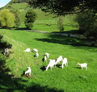 Goats of Gaia Soap - Accommodation Cairns