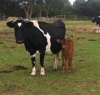 Animal Land Children's Farm - Accommodation Cairns