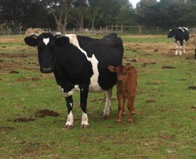 Animal Land Children's Farm - Accommodation Cairns 0