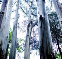 Dandenong Ranges National Park - Accommodation Cairns
