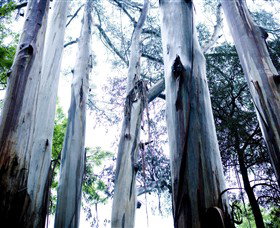 Dandenong Ranges National Park - Accommodation Cairns 0