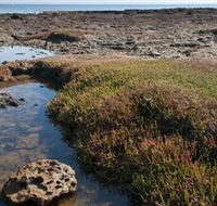 Ricketts Point Marine Sanctuary - Accommodation Cairns