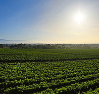 GREENSTONE VINEYARDS - Accommodation Cairns