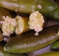 Sandy Creek Olives and Finger Limes - Accommodation Cairns