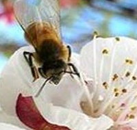 Clayridge Honey - Accommodation Cairns