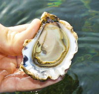 The Oyster Pot - Accommodation Cairns