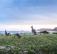 Pebbly Beach - Accommodation Cairns
