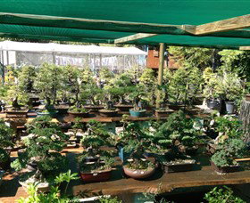 Bonsai At The Bay - Accommodation Cairns 0