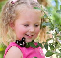 Coffs Harbour Butterfly House - Accommodation Cairns