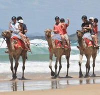 Camel Rides with Coffs Coast Camels - Accommodation Cairns
