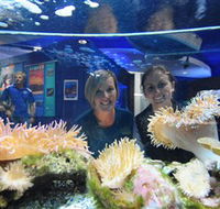 Solitary Islands Aquarium - Accommodation Cairns
