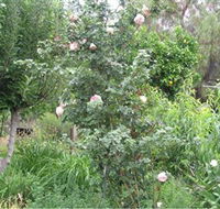Tombstone Estate Vineyard - Accommodation Cairns