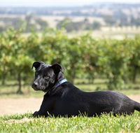 Moothi Estate Vineyard and Cellar Door - Accommodation Cairns