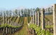 Philip Shaw Wines - thumb 0