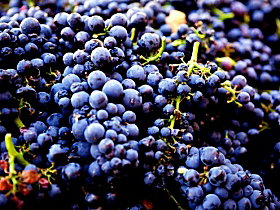 Nandroya Vineyard - Accommodation Cairns 0